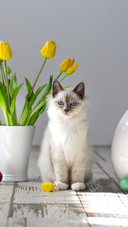 如何增加猫咪食欲