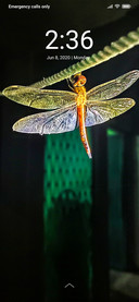 Dragon Fly_DWM2
