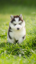 Cute Puppy Siberian Husky on Grass