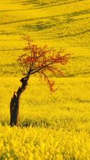 Oilseed rape fields dancing with cherry blossoms