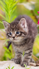 Cat (6)