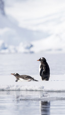 Lovely Penguins on Snow
