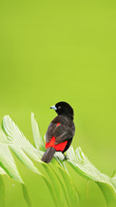 Scarlet-Rumped Tanager