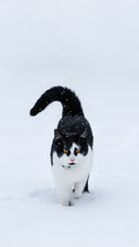 Beautiful cat in the snow
