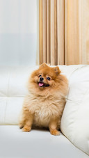 狗Shutterstock-289561274