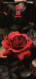 Red Rose