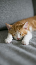 爱睡觉的猫咪
