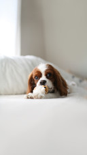 Cavalier King Charles Cocker Spaniel Photo