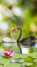 Romantic Swan-01