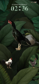 Rooster Chicken