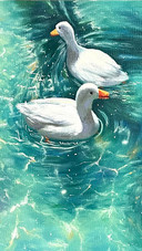 When the river water warms in spring ducks know first