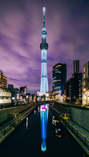 Night view of sky trees 26