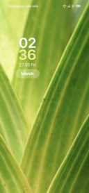 Leaves