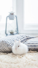 Nice Rabbits