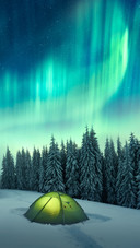 Northern Lights in Winter Forest