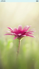 花漾