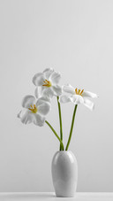 Stylish unusual tulip