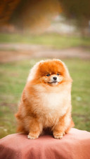 Dog409
