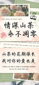 情深山茶永不凋零