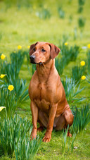 Dog124