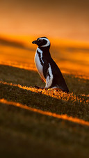 Cute Little Penguin Standing on The Grass