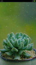 多肉雨露