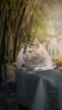 Reasons why garfield cats are not recommended to keep