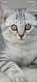 Cute cat