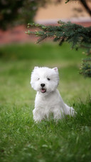 Dog (6)