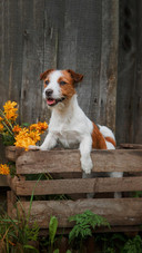 Dog260