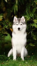 Dog176