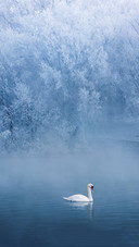 Beautiful Swan on Lake