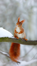 Cute Red Squirrel in Winter Scene with Snow Blurred Forest