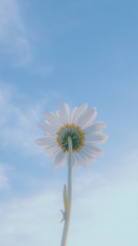 女神节快乐