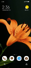 Midnight Bloom