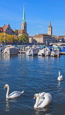 Beautiful swan-05
