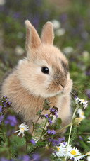 Rabbit (2)