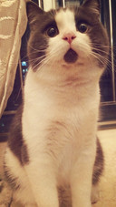 可爱萌宠猫咪