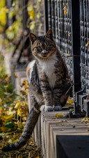 Wise cat