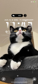 呆萌奶牛猫咪