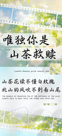 唯独你是山茶救赎