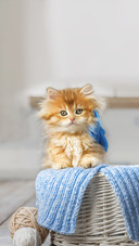 Little Striped Kitten Sitting in a Basket with Balls of Yarn
