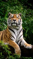 A majestic tiger