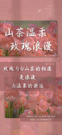 山茶温柔玫瑰浪漫
