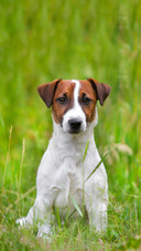 Dog396