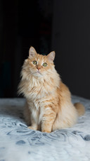猫片拍摄技巧