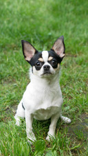 Dog68