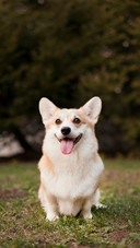 A Smiling Corgi Sitting on The Ground