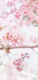 樱花节