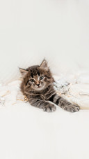 A small brown kitten with long hair sits on a bed